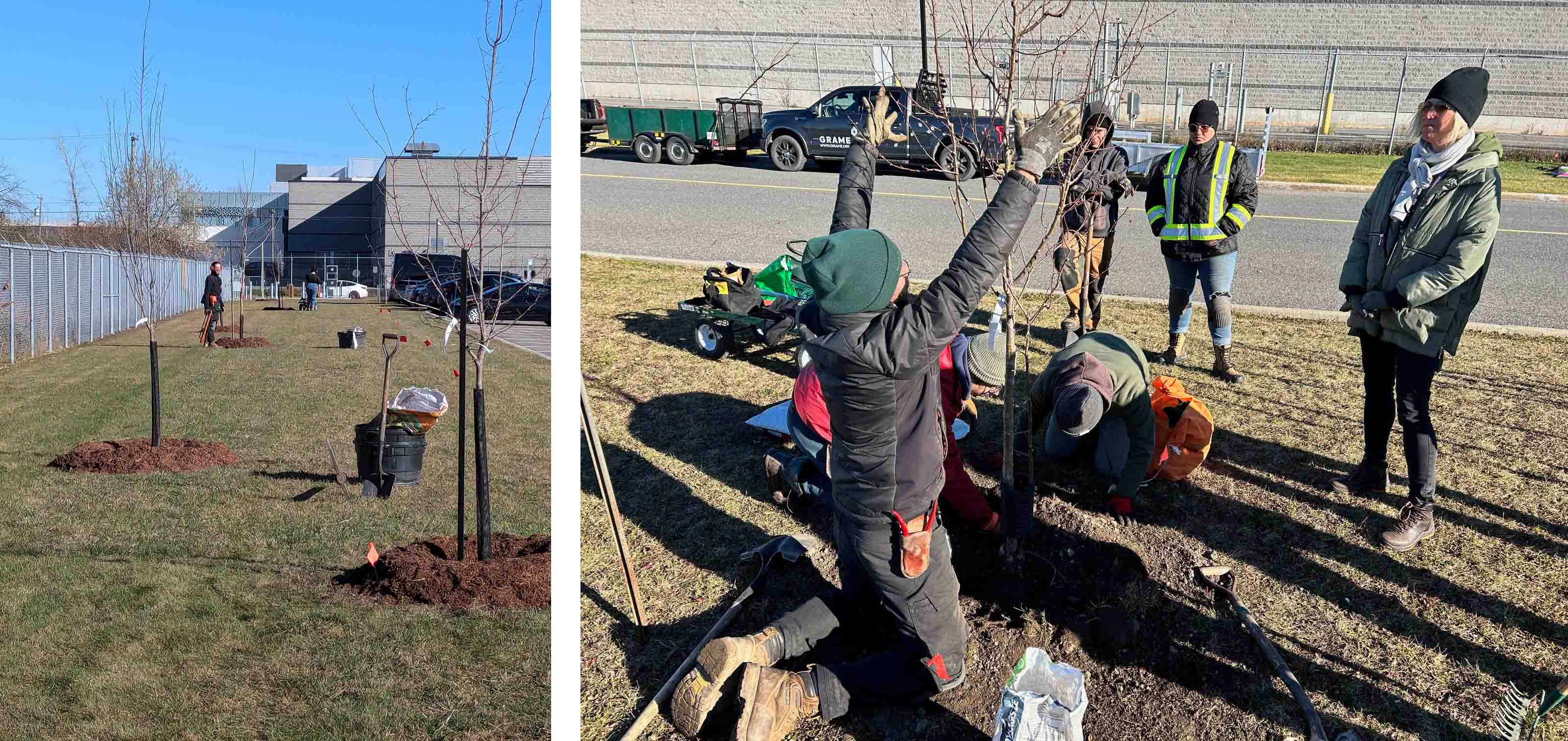 Several people are gathered around another tree being planted, with one person holding it upright while others work at the base and a few stand nearby observing.
